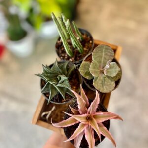 Assorted Succulents Box