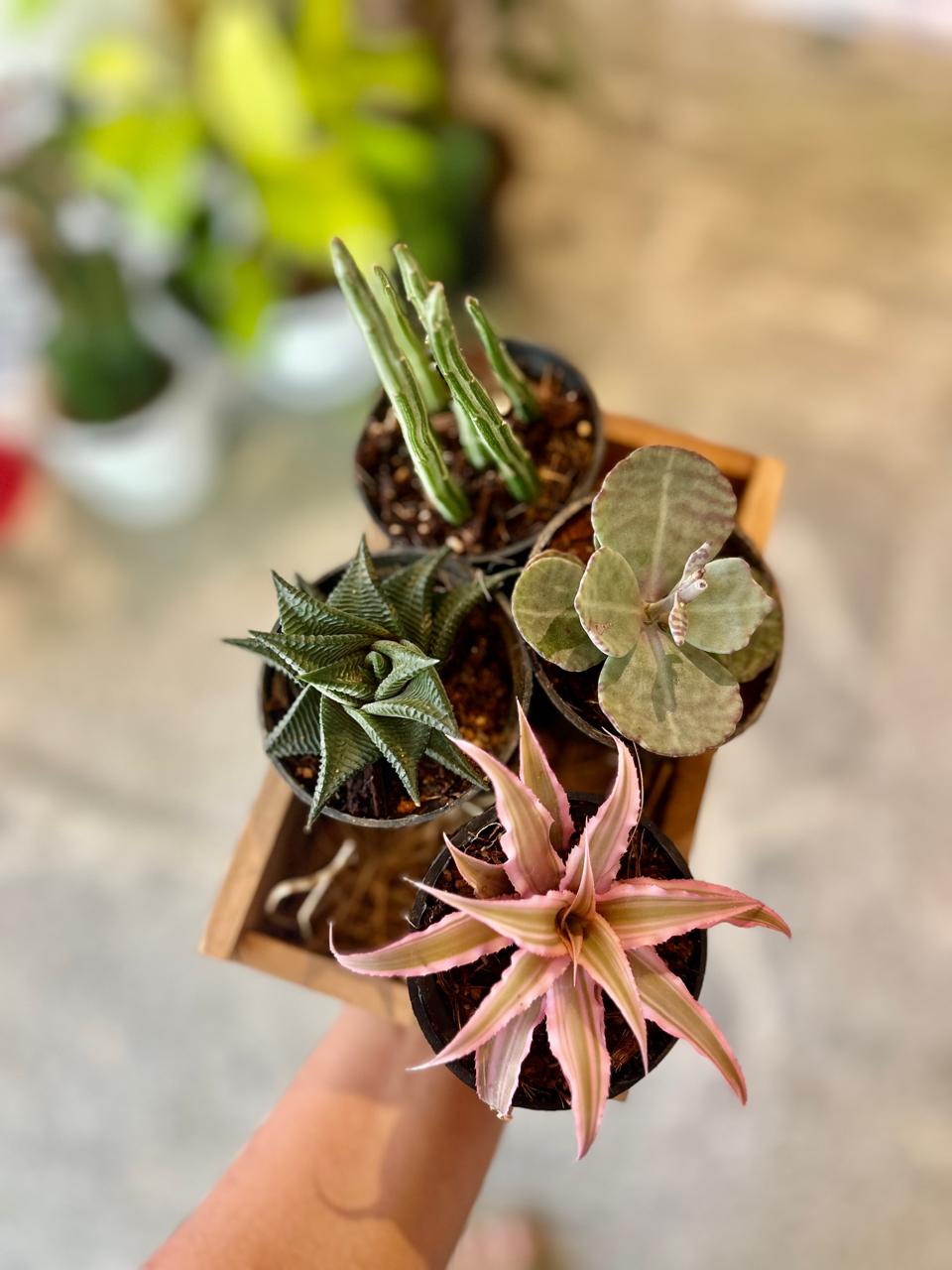 Assorted Succulents Box