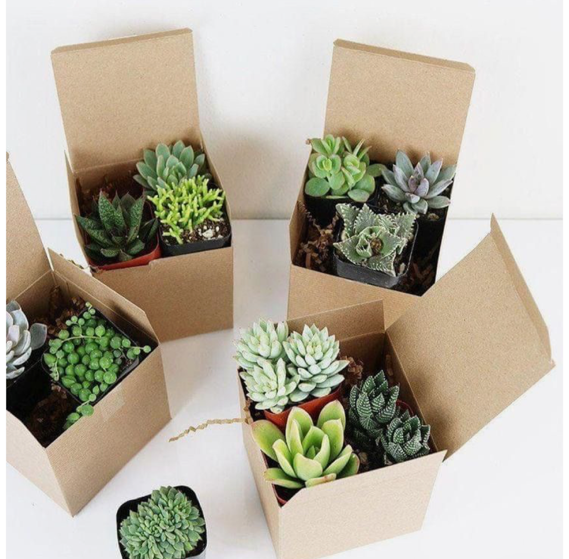 Assorted Succulents Box - Image 2