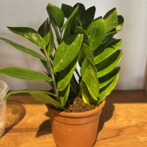 ZZ PLANT(Zamioculcas zamiifolia)
