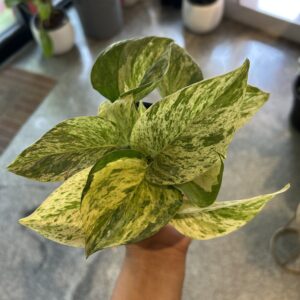 MARBLE POTHOS - money plant