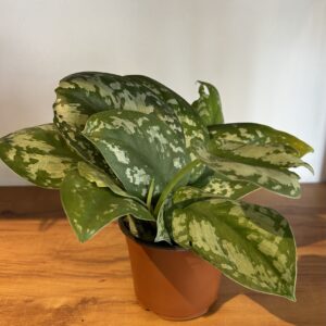SILVER POTHOS - scindapsis pictus