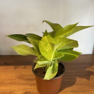 NEON POTHOS - money plant