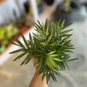 PARLOUR PALM - Chamaedorea elegans