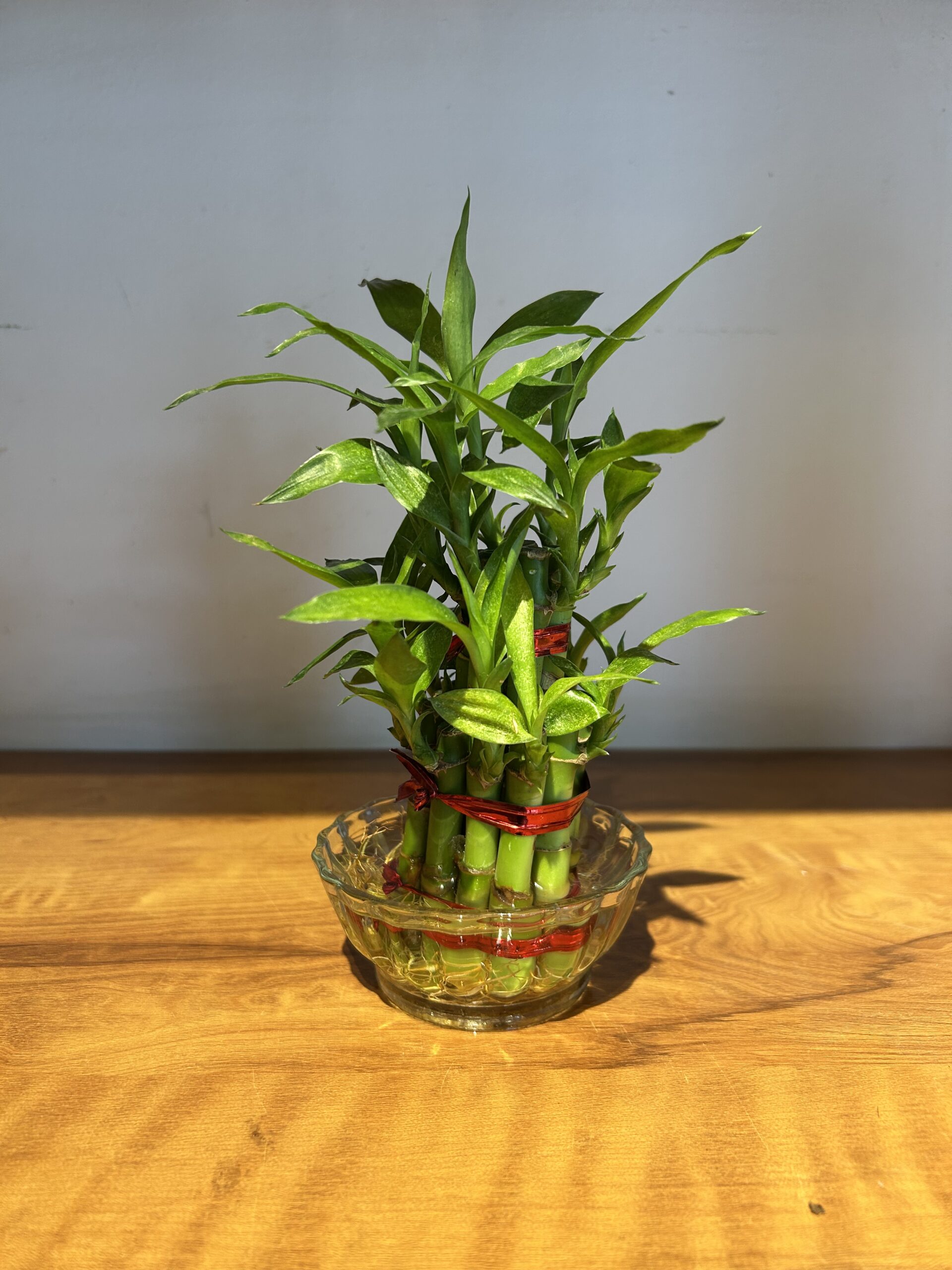 2 LAYER LUCKY BAMBOO WITH BOWL - Image 2