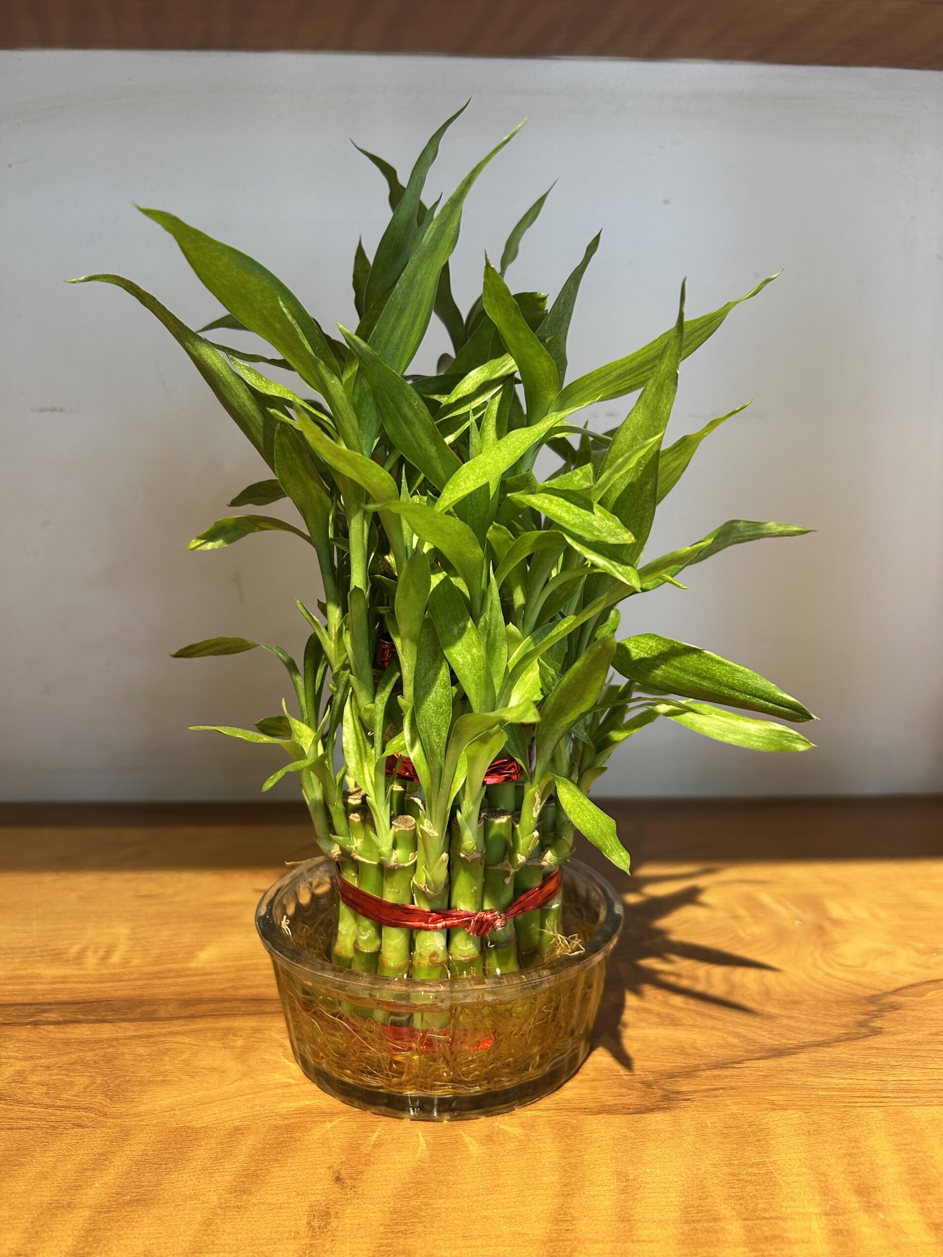 3 LAYER LUCKY BAMBOO IN BOWL - Image 2