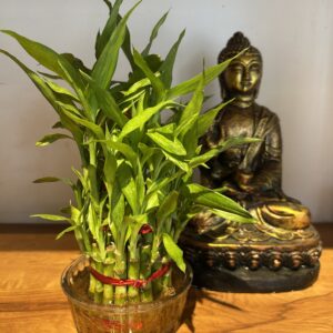 3 LAYER LUCKY BAMBOO IN BOWL