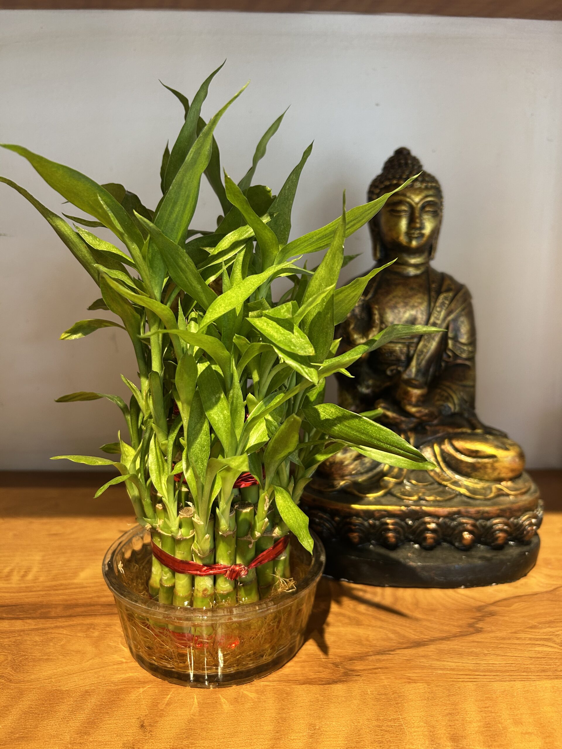 3 LAYER LUCKY BAMBOO IN BOWL