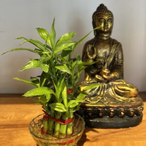 2 LAYER LUCKY BAMBOO WITH BOWL
