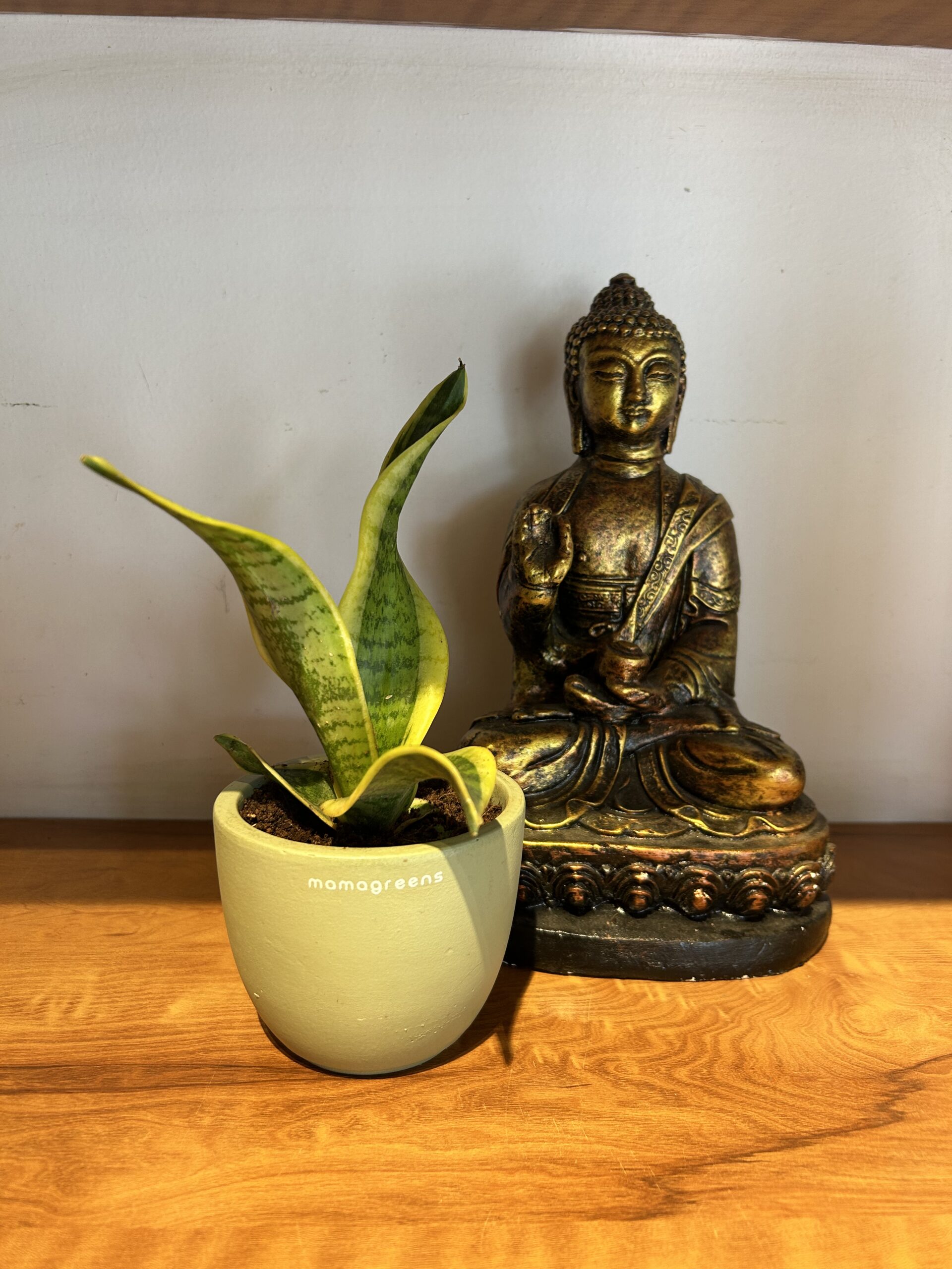 TERRACOTTA PLANTER - GREEN - Image 3