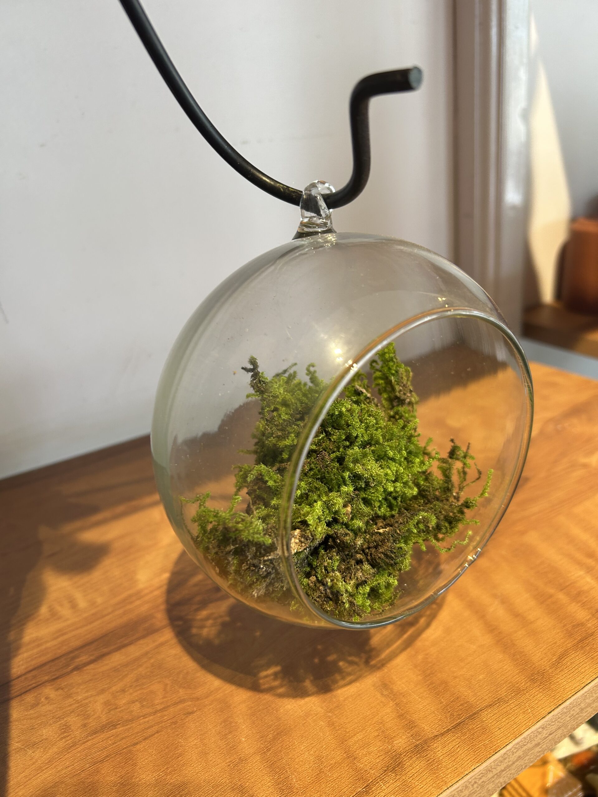 HANGING GLASS OPEN TERRARIUM - LARGE - Image 4