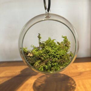HANGING GLASS OPEN TERRARIUM - SMALL