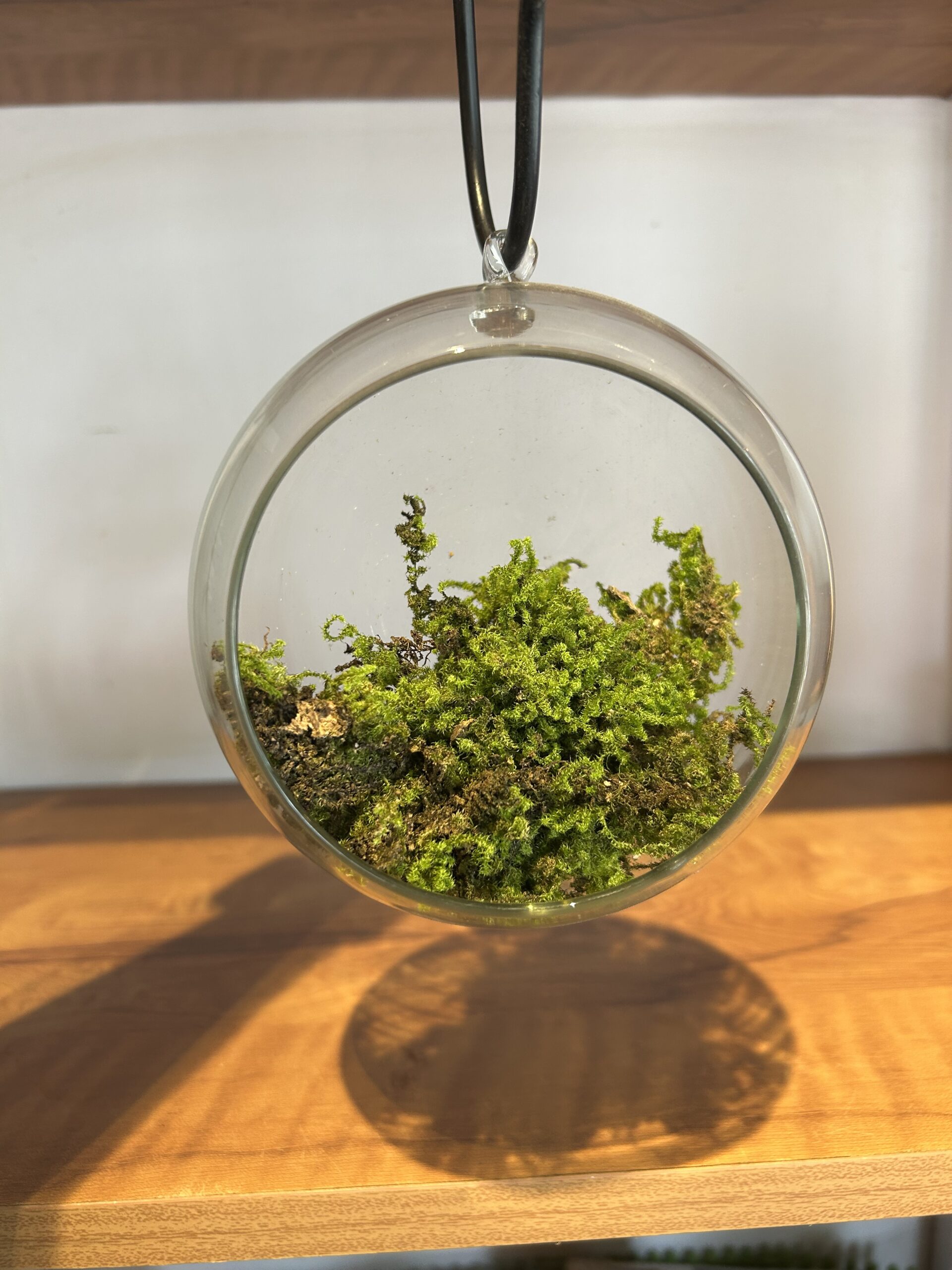HANGING GLASS OPEN TERRARIUM - LARGE - Image 3