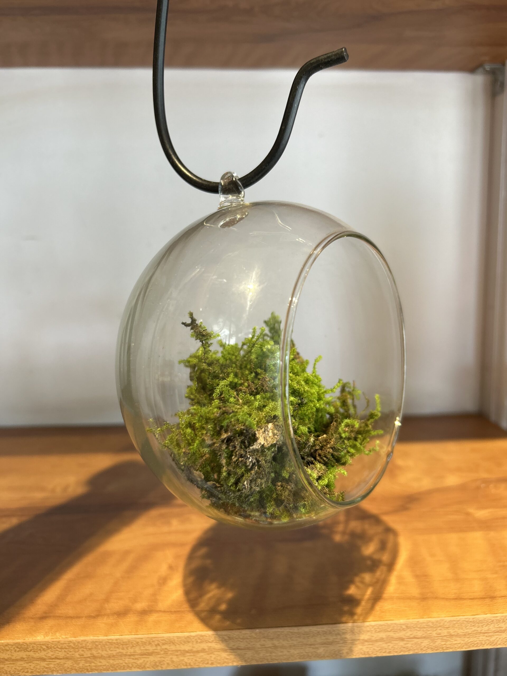 HANGING GLASS OPEN TERRARIUM - LARGE - Image 2