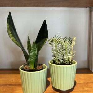 CERAMIC PLANTER - MATTE, green