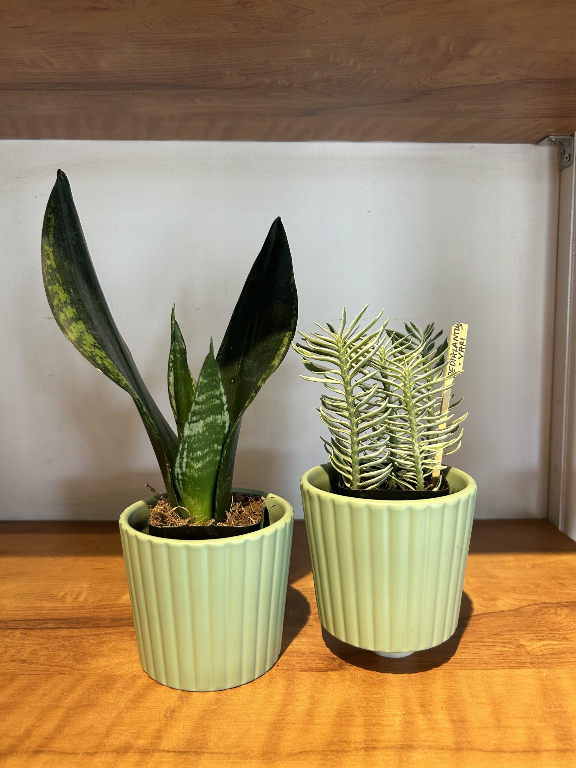 CERAMIC PLANTER - MATTE, green