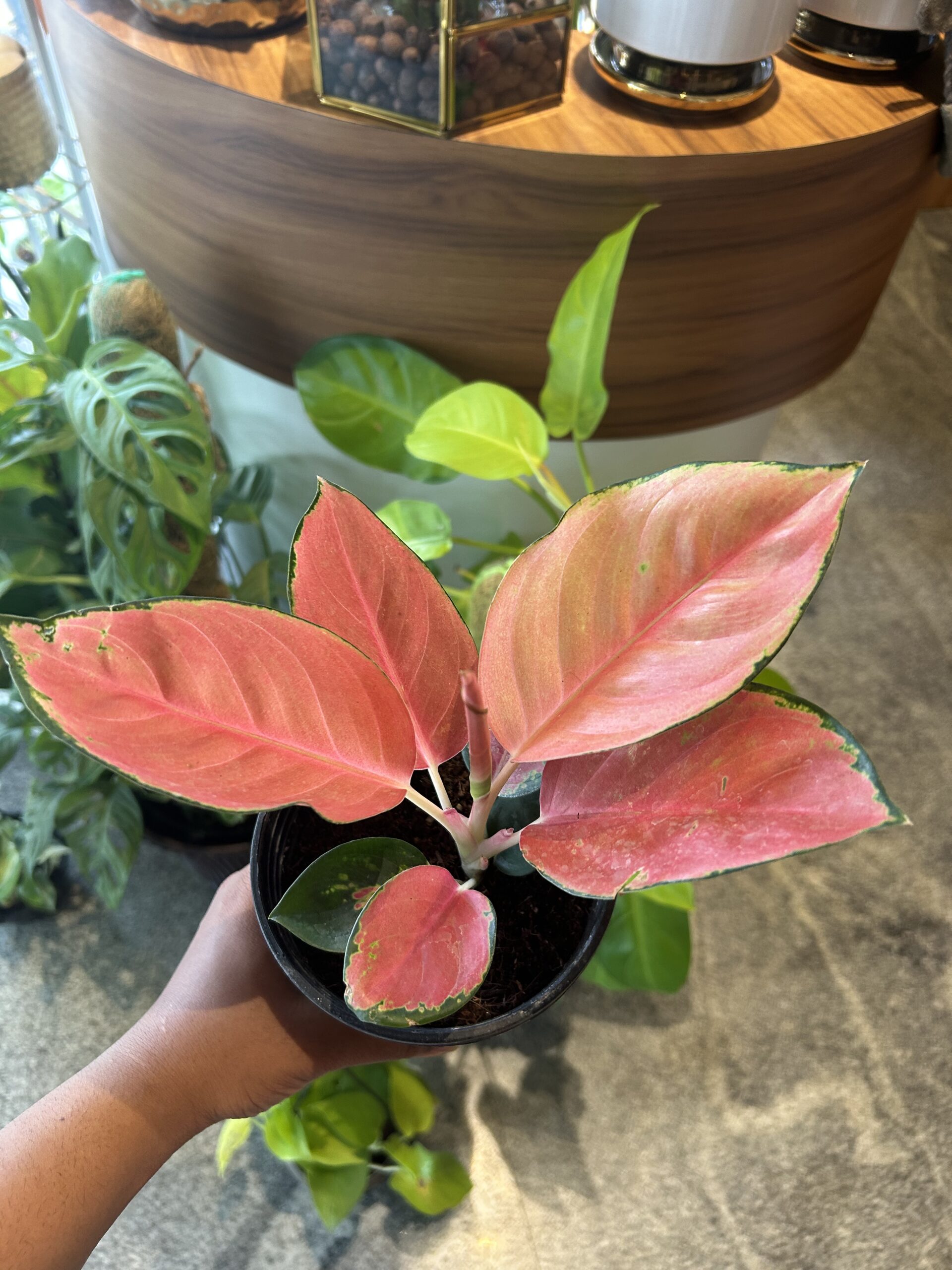 AGLANEMA, siam pink - Image 2