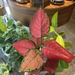 AGLAONEMA, king red