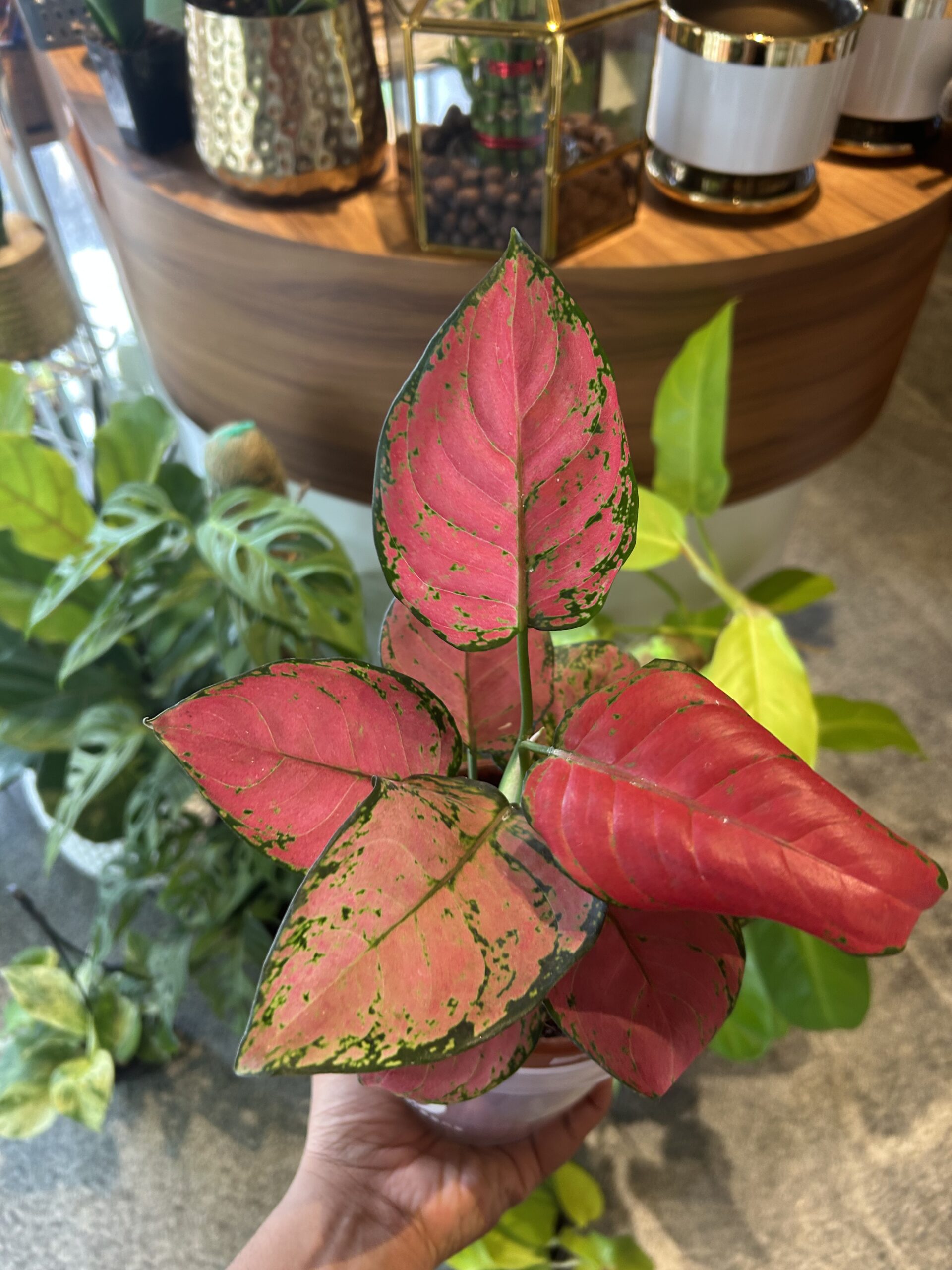 AGLAONEMA, king red