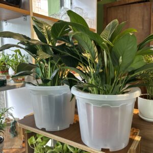 TRANSPARENT CLEAR PLANTERS - jumbo